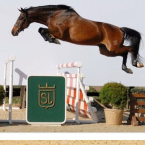 horse-finder-show-jumping-mallorca